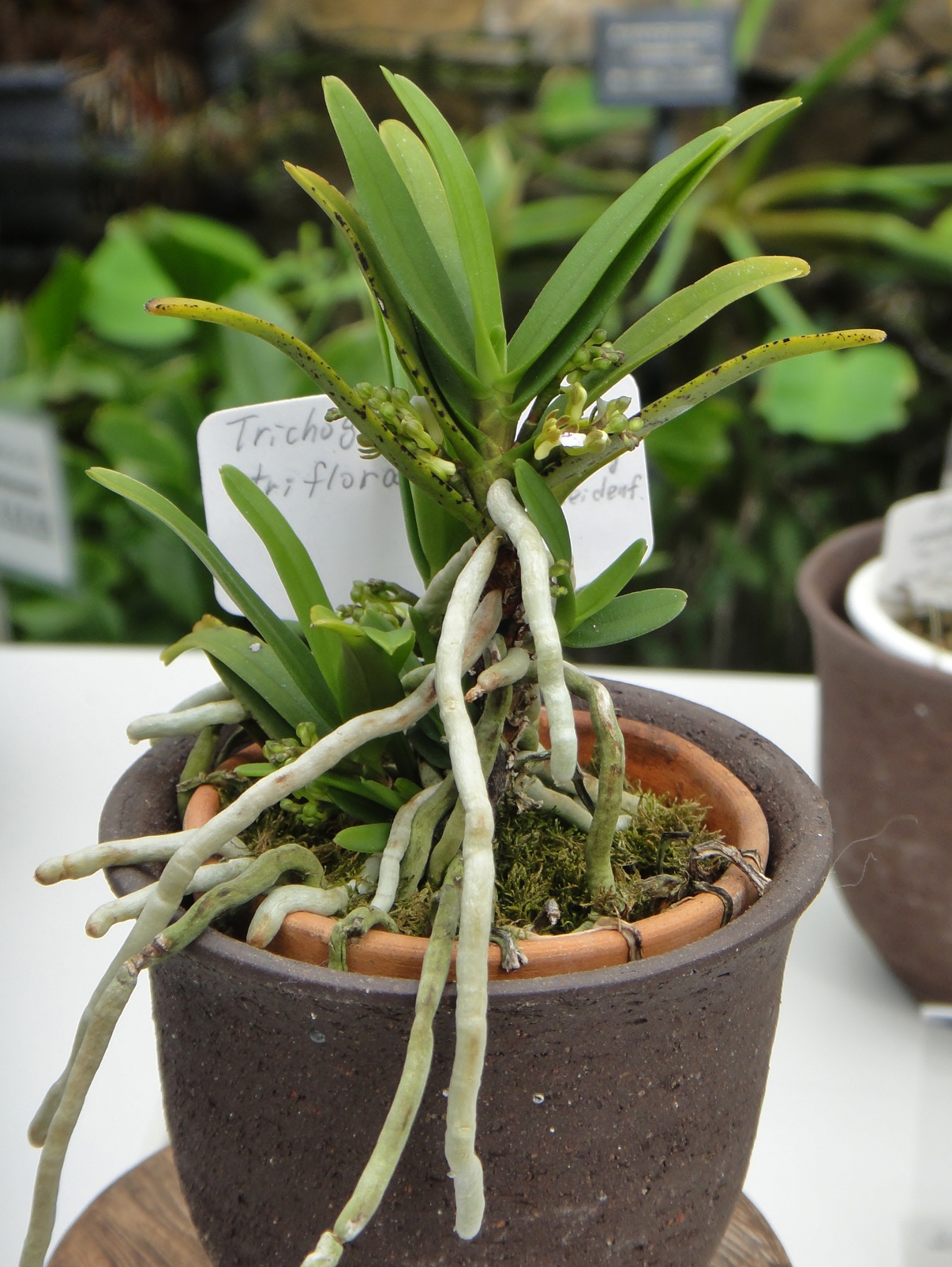 Trichoglottis